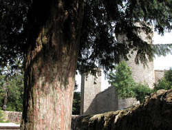 Mature yew at the first Knights Templar fortress in Europe: La Couvertoirade, Midi-Pyrenees,southern France.