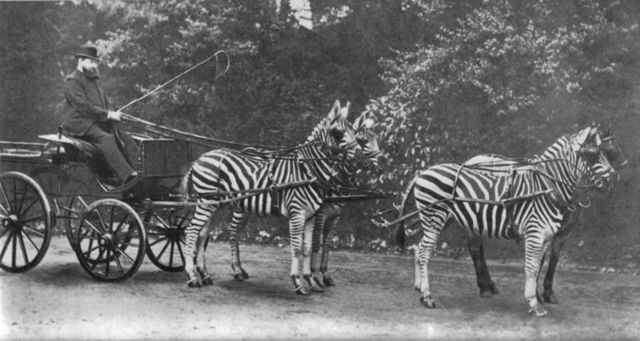 and their zebrasprisoners