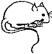 Mouse/rat (1k)