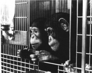 Caged Chimpanzees (72k)