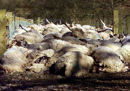 sheepkilled.jpg (45724 bytes)