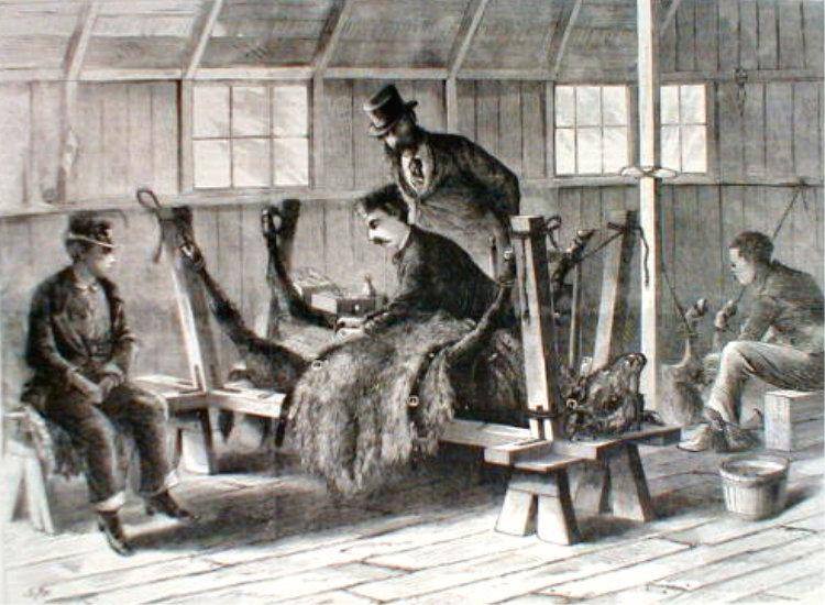 The   calf   is   strapped   to   a   tilting   table,   the right side being " thoroughly scrubbed with soap and hot water, and then shaved. ... A number of superficial incisions (about 100), each about one inch long, are then made in ... several rows . . . en echelon. The lancet employed for the purpose has a spear-headed blade. . . . Over each incision a drop of glycerinated lymph is allowed to fall from a glass tube, and the drop is rubbed in with the flat portion of the blade of the lancet. The process is carried out by one of the laboratory servants, and is a somewhat lengthy one, "When the ' lymph' has dried, the calf is removed from the table and taken back to its stall.      The vaccine material is always collected on the sixth day. The calf is once more placed on the table ; or, if material is required for immediate use only, it is usually allowed to stand. The vaccinated area is washed with warm water, and dried with clean soft cloths. Each vesicle is now clamped separately, and the crust first removed with a lancet, which is then wiped on a cloth pinned to the front of the cotton blouse which the operator has previously donned.      The vesicle is then thoroughly scraped with the edge of a somewhat blunt lancet, and the resultant mixture of lymph, epithelial tissue (skin), and blood is transferred to a small nickel crucible set in a wide wooden stand on a table close to the operator.       To the pultaceous (gruelly) mass contained in the crucible there is added about an equal quantity of glycerine.      The mixture of pulp and glycerine is triturated in a mixing machine . . . driven by a small electric motor.      The mixture, having thus been rendered thin and homogeneous, is received in a clean sterilised nickel crucible placed beneath the machine, but with a view of still further improving its appearance and of removing any extraneous matters, such as hairs, it is afterwards pressed through a small brass-wire sieve consisting of extremely fine gauze into an agate mortar. This is done by means of a bone spoon, and there is left on the surface of the gauze nothing but a very small quantity of epithelial tissue together with a few hairs. The mixture is further triturated in the mortar with an agate pestle, and is then ready for filling into the tubes in which it is distributed."