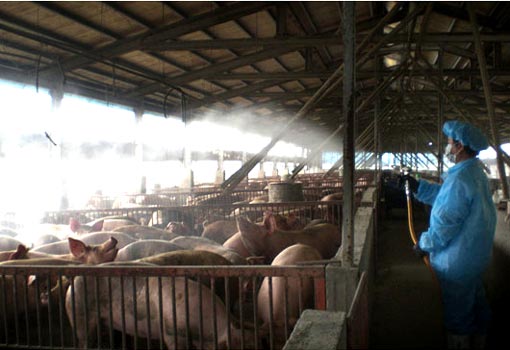 spraying_antibacterial_chemical_on_pigs